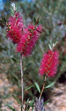 APII jpeg image of Callistemon 'Purple Splendour'  © contact APII