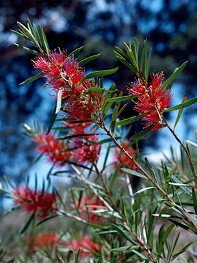 APII jpeg image of Callistemon 'Severn River'  © contact APII