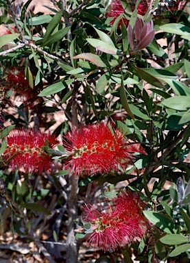 APII jpeg image of Callistemon 'Tyrian Rose'  © contact APII