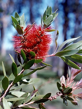 APII jpeg image of Callistemon polandii 'Walsh's Pyramid'  © contact APII