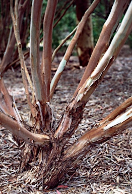 APII jpeg image of Leptospermum brachyandrum  © contact APII