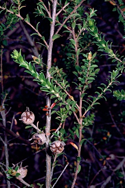 APII jpeg image of Leptospermum crassifolium  © contact APII