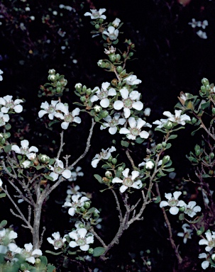 APII jpeg image of Leptospermum  © contact APII