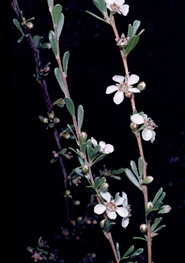 APII jpeg image of Leptospermum erubescens  © contact APII