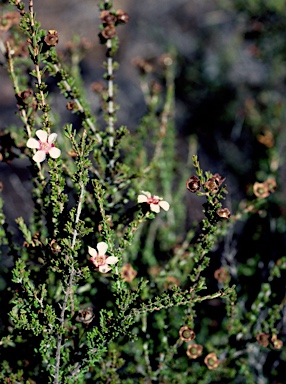 APII jpeg image of Baeckea sp. Dudawa (M.E.Trudgen MET 5369)  © contact APII