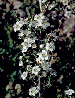 APII jpeg image of Leptospermum grandifolium  © contact APII