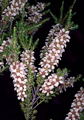 APII jpeg image of Leptospermum liversidgei  © contact APII