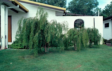 APII jpeg image of Leptospermum madidum subsp. sativum  © contact APII