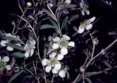 APII jpeg image of Leptospermum morrisonii  © contact APII