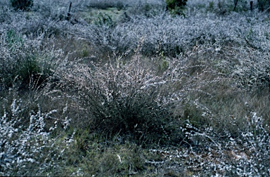 APII jpeg image of Leptospermum multicaule  © contact APII