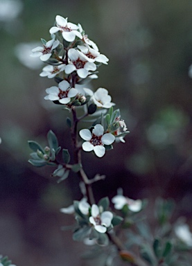 APII jpeg image of Leptospermum namadgiense  © contact APII