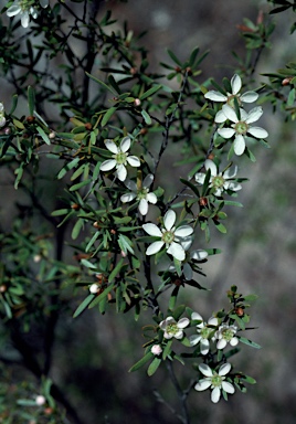 APII jpeg image of Leptospermum neglectum  © contact APII