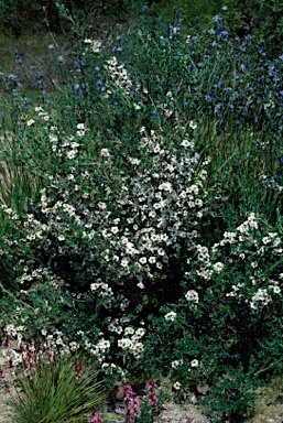 APII jpeg image of Leptospermum nitidum  © contact APII