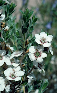 APII jpeg image of Leptospermum nitidum  © contact APII