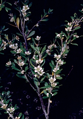 APII jpeg image of Leptospermum obovatum  © contact APII