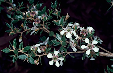 APII jpeg image of Leptospermum petraeum  © contact APII