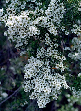 APII jpeg image of Leptospermum polygalifolium subsp. montanum  © contact APII