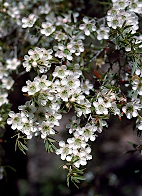 APII jpeg image of Leptospermum polygalifolium subsp. polygalifolium  © contact APII