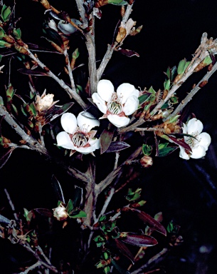 APII jpeg image of Leptospermum riparium  © contact APII