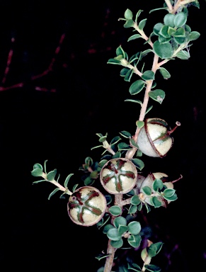 APII jpeg image of Leptospermum rotundifolium  © contact APII