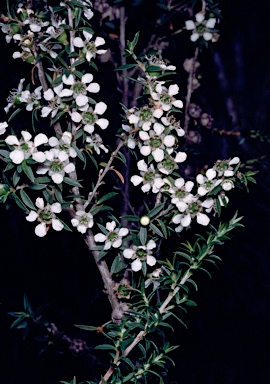 APII jpeg image of Leptospermum rupestre  © contact APII