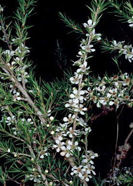 APII jpeg image of Leptospermum rupicola  © contact APII