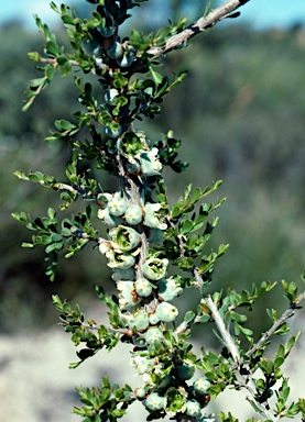 APII jpeg image of Leptospermum spinescens  © contact APII