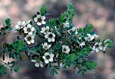 APII jpeg image of Leptospermum turbinatum  © contact APII