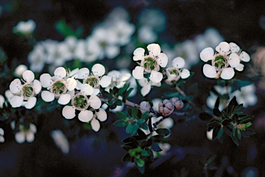 APII jpeg image of Leptospermum variabile  © contact APII