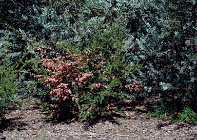 APII jpeg image of Leptospermum 'Aphrodite'  © contact APII