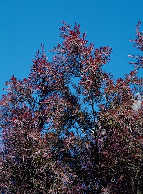 APII jpeg image of Leptospermum 'Copper Crest'  © contact APII