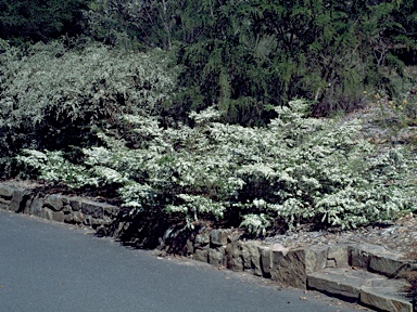 APII jpeg image of Leptospermum continentalis 'Horizontalis'  © contact APII