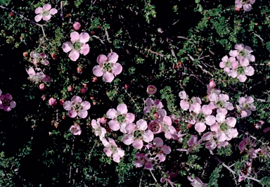 APII jpeg image of Leptospermum rotundifolia 'Julie Ann'  © contact APII