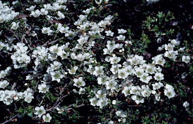 APII jpeg image of Leptospermum juniperinum 'Little Lemon'  © contact APII