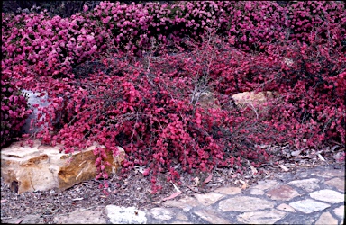 APII jpeg image of Leptospermum 'Merinda'  © contact APII