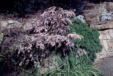 APII jpeg image of Leptospermum 'Pink Cascade'  © contact APII