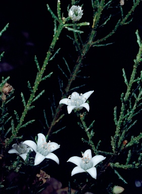 APII jpeg image of Philotheca angustifolia  © contact APII