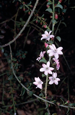 APII jpeg image of Philotheca buxifolia subsp. buxifolia  © contact APII