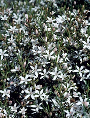 APII jpeg image of Philotheca scabra subsp. latifolia  © contact APII