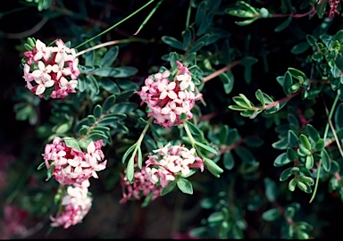 APII jpeg image of Pimelea alpina  © contact APII