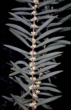 APII jpeg image of Pimelea axiflora subsp. axiflora  © contact APII