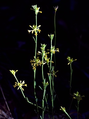 APII jpeg image of Pimelea curviflora var. sericea  © contact APII