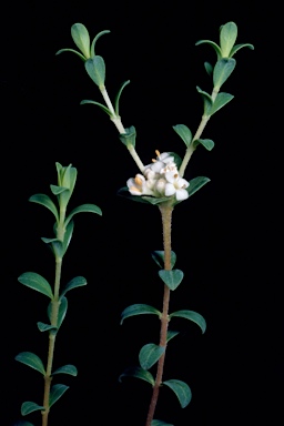 APII jpeg image of Pimelea flava subsp. dichotoma  © contact APII