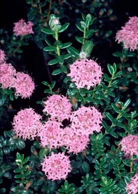 APII jpeg image of Pimelea ferruginea  © contact APII