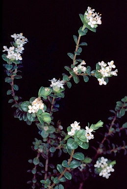 APII jpeg image of Pimelea flava subsp. dichotoma  © contact APII