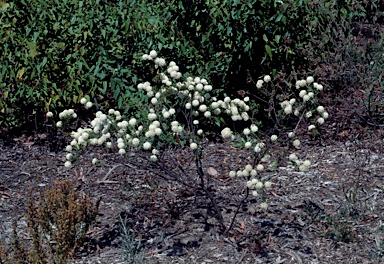 APII jpeg image of Pimelea lehmanniana subsp. lehmanniana  © contact APII