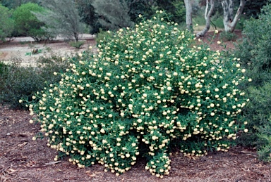 APII jpeg image of Pimelea ligustrina subsp. ligustrina  © contact APII