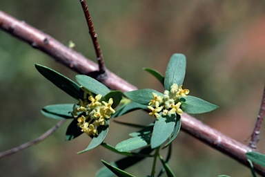 APII jpeg image of Pimelea microcephala subsp. microcephala  © contact APII