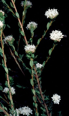 APII jpeg image of Pimelea brevifolia subsp. modesta  © contact APII