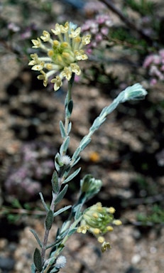 APII jpeg image of Pimelea octophylla  © contact APII